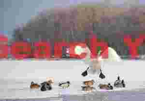 Whooper swan landing above ducks