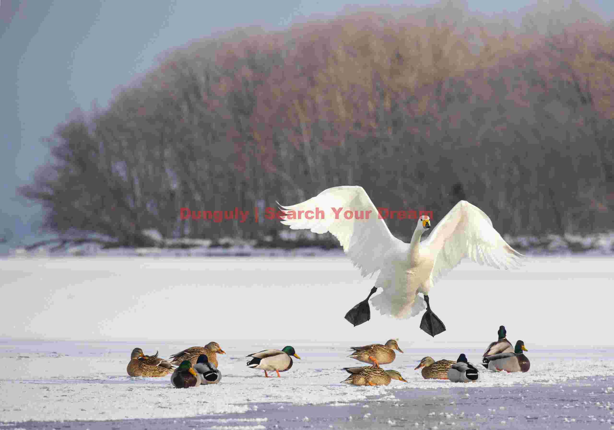 Whooper swan landing above ducks; Lake Kussharo, Hokkaido Whooper swan landing above ducks