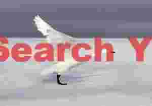 Whooper swan take-off posture, with shadow on ice
