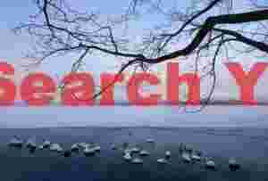 Whooper swans gathered in thermal, ice-free lead