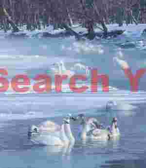 Whooper swans in mist among ice floes
