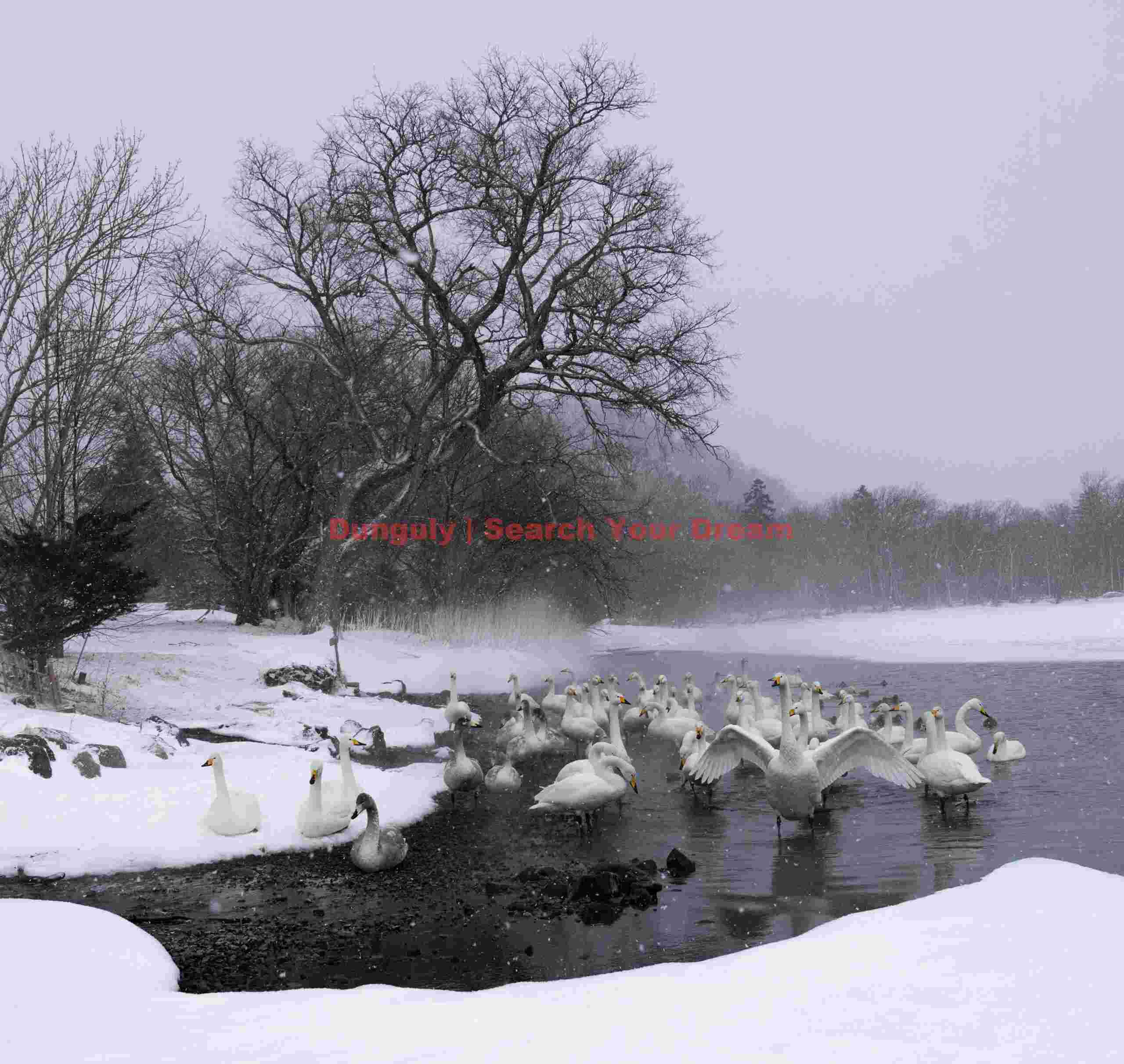 Whooper swans in open water lead with falling snow; Lake Kussharo, Hokkaido Whooper swans in open water lead with falling snow