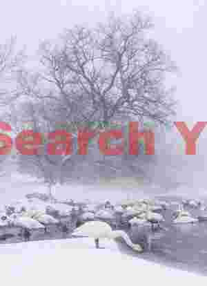 Whooper swans in strong, windblown snowfall
