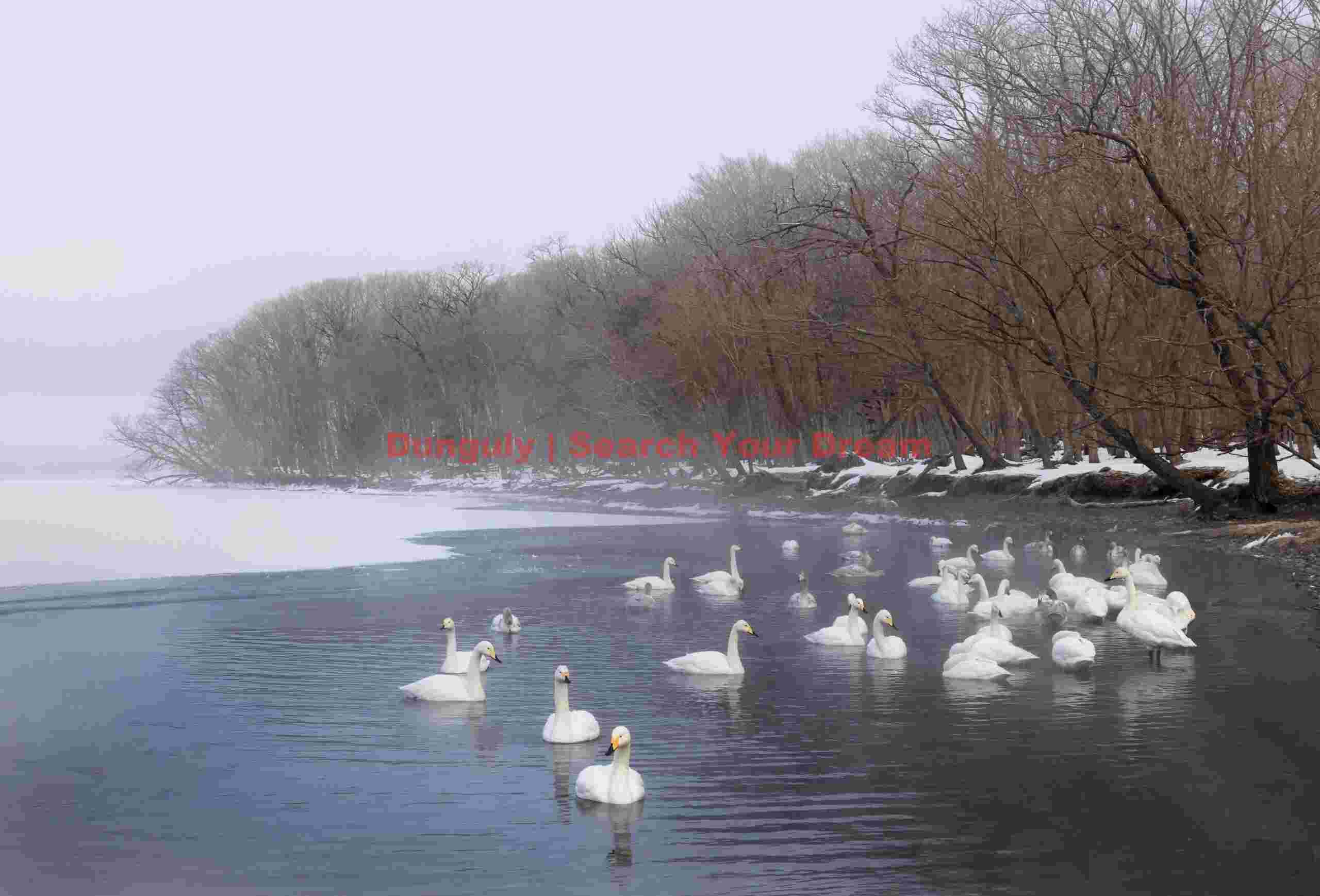 Whooper swans in thermal lead by trees; Lake Kussharo, Hokkaido Whooper swans in thermal lead by trees