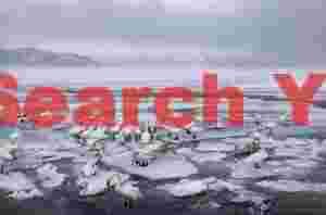 Whooper swans on fractured ice floes