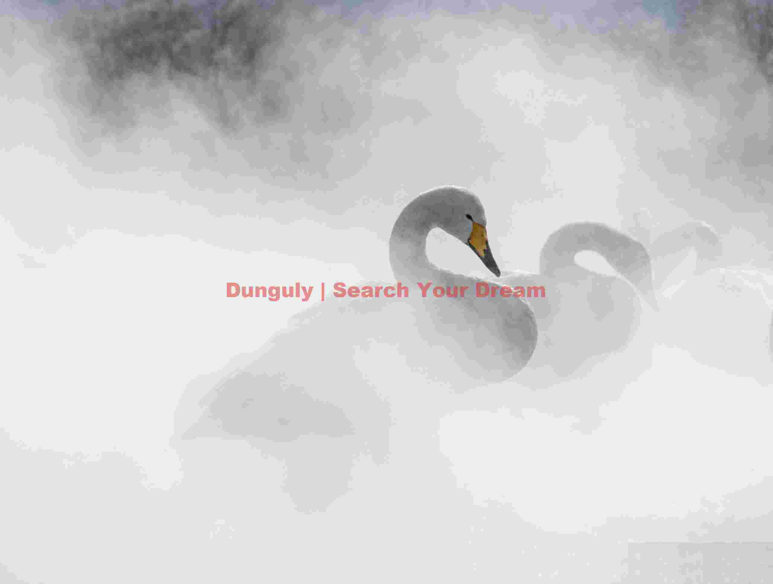Whooper swans vanishing in thermal steam; Lake Kussharo, Hokkaido Whooper swans vanishing in thermal steam