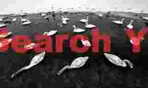 Wide-angle photo of whooper swans arrayed in black open lead