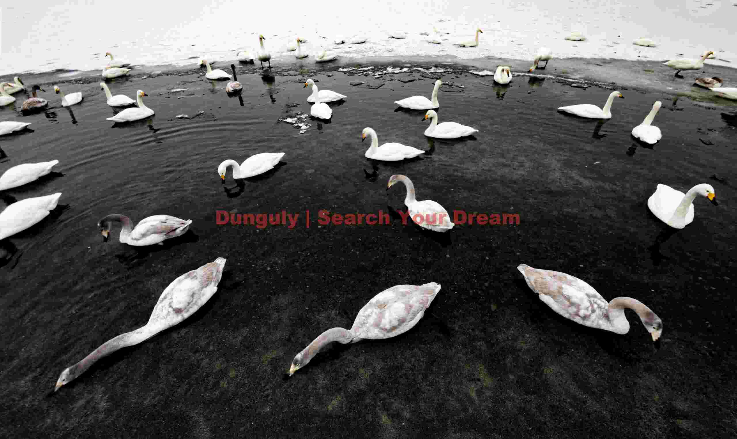 Wide-angle photo of whooper swans arrayed in black open lead; Lake Kussharo, Hokkaido Wide-angle photo of whooper swans arrayed in black open lead