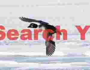 Yellow eye in flight
