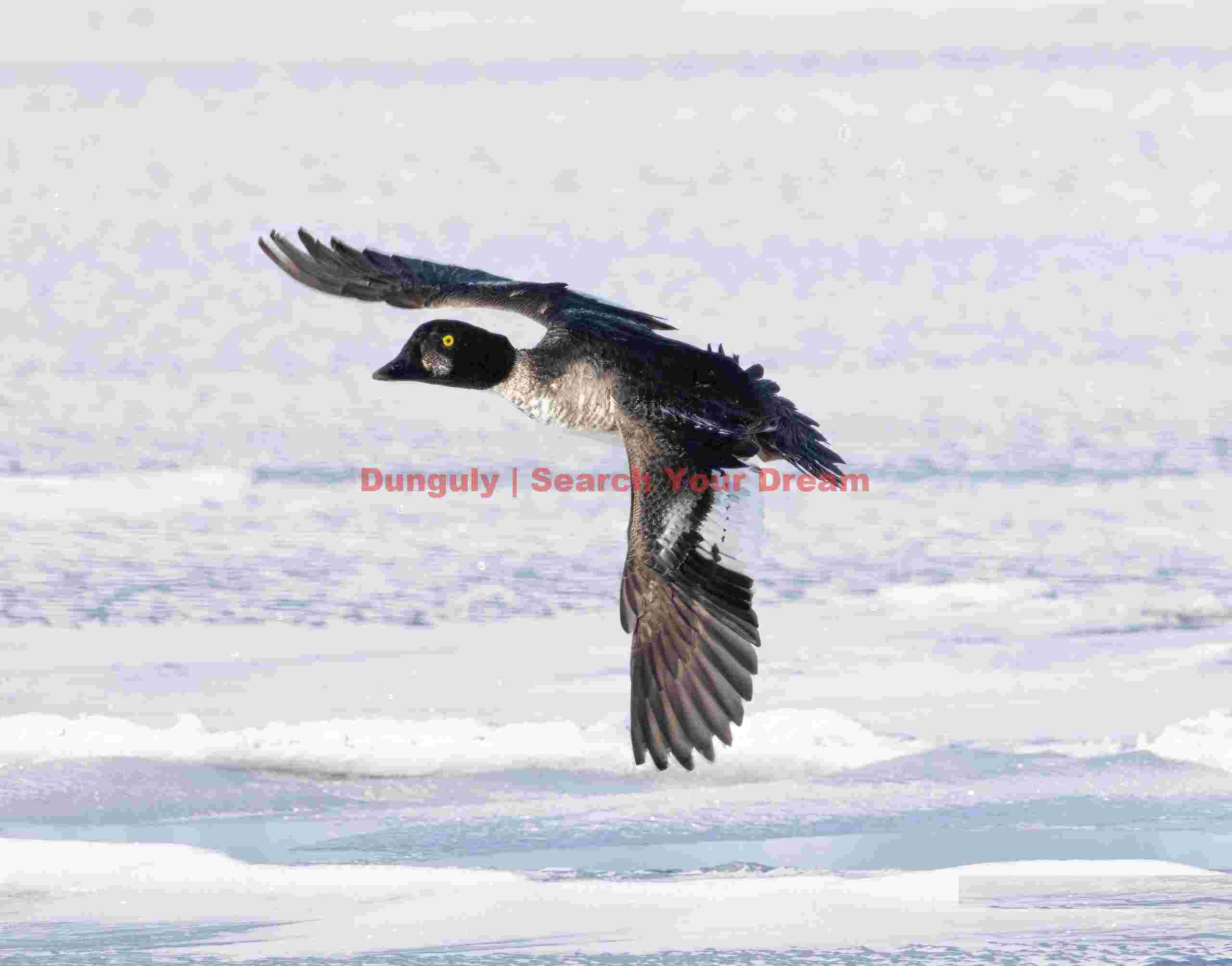 Yellow eye in flight; Lake Kussharo, Hokkaido Yellow eye in flight