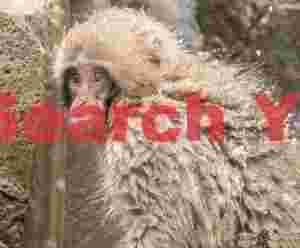 Young smow monkey with snow on back