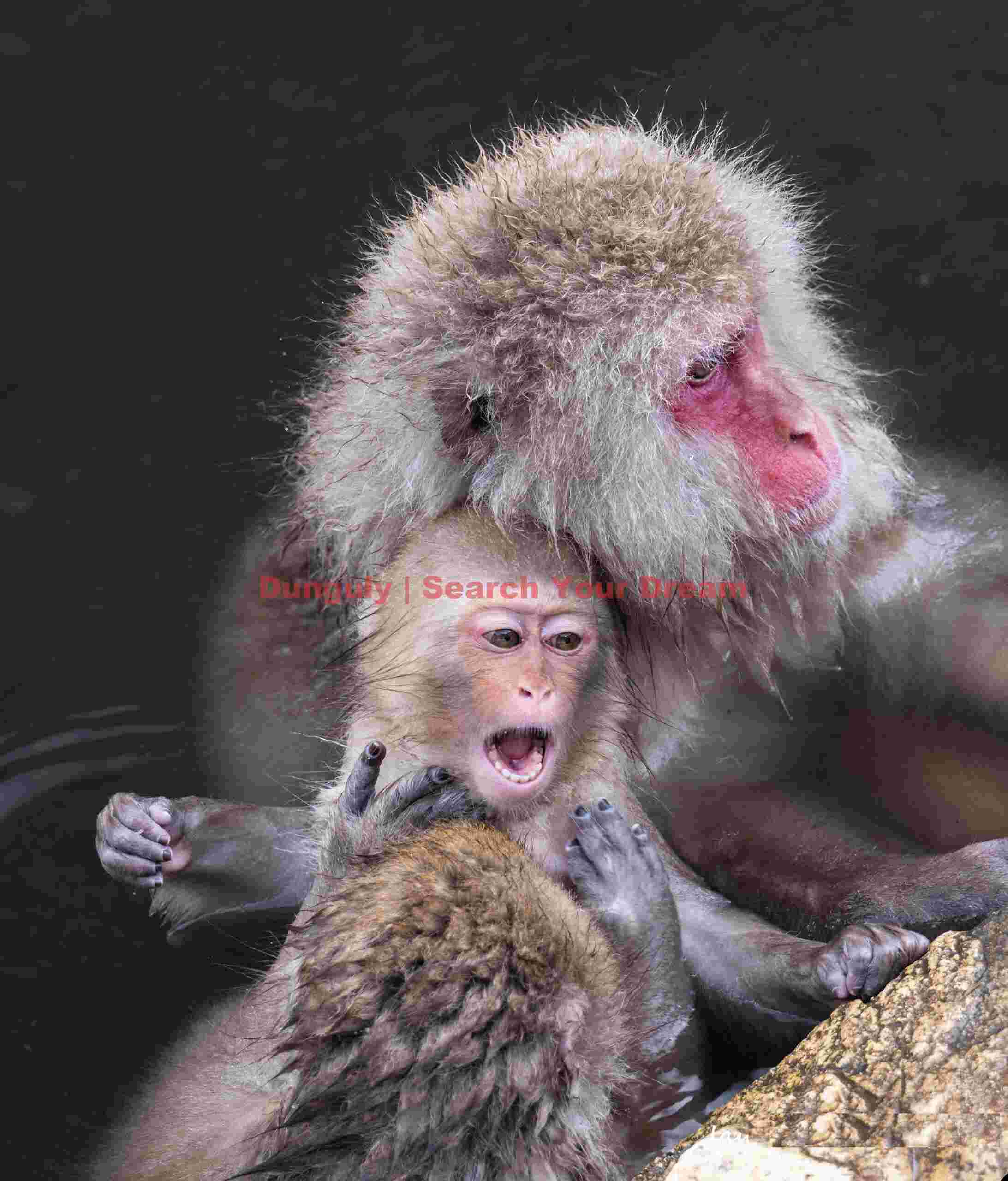 Young snow monkey Jigokudani Snow Monkey Park, Japan Young snow monkey Jigokudani Snow Monkey Park, Japan