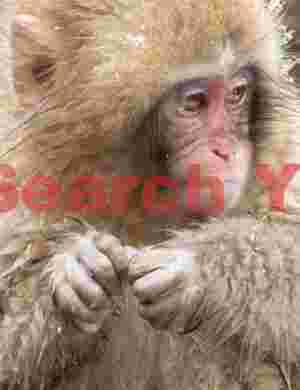 Young snow monkey hands