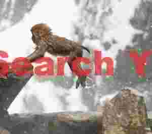 Young snow monkey leaping between rocks