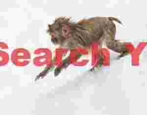 Young snow monkey running down snow slope