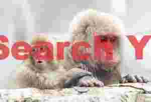 Young snow monkey with surprised expression by mother