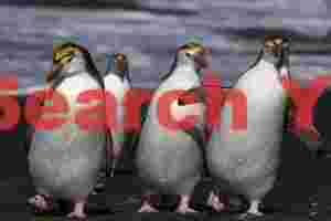 A happy group of Royal penguins coming ashore