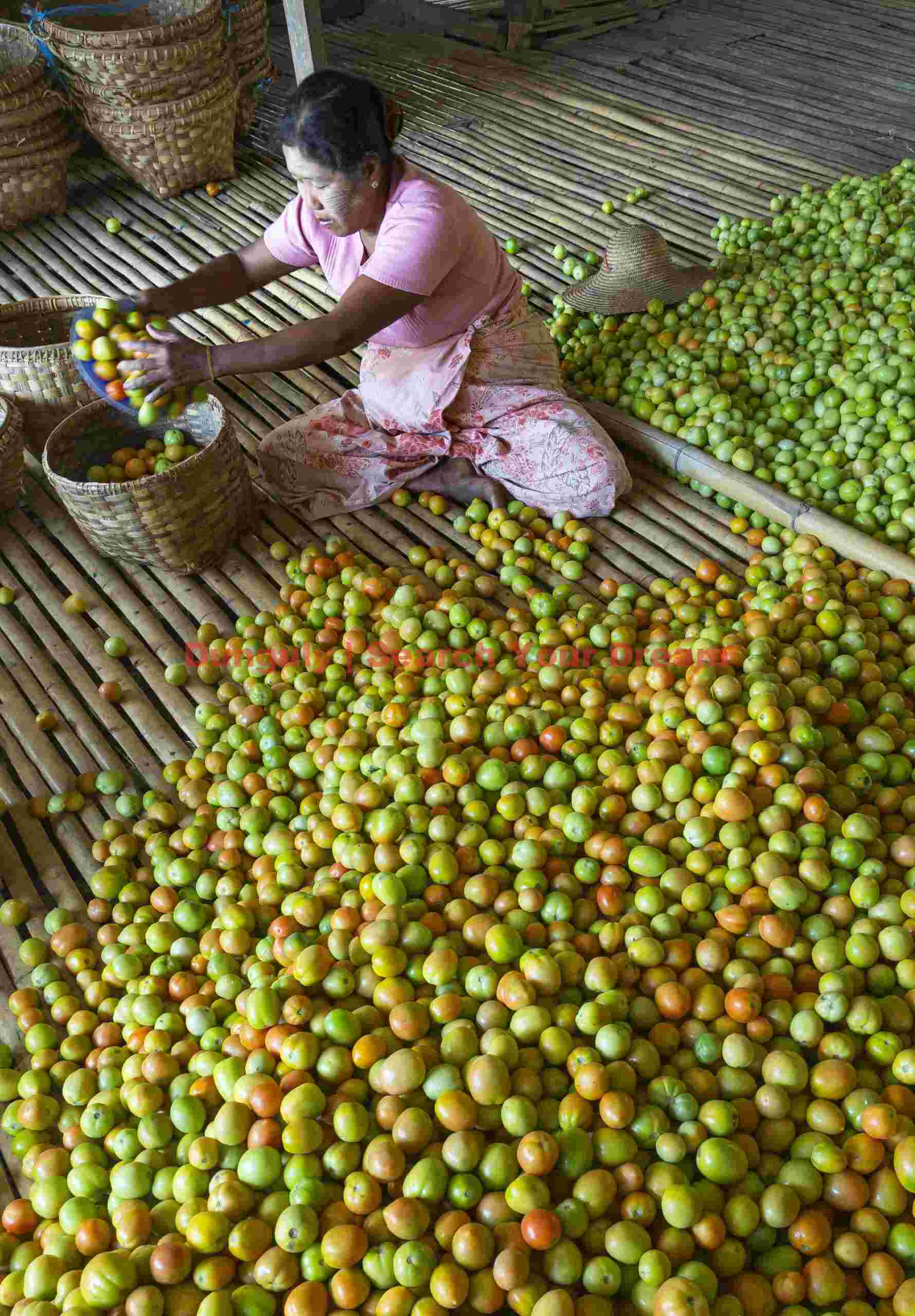 A multitude of tomatos to pack; Burma A multitude of tomatos to pack