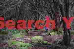 A walk deep in the rata forest