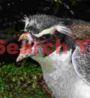 Aggressive, moulting Snares penguin