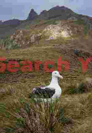Albatross below mountain