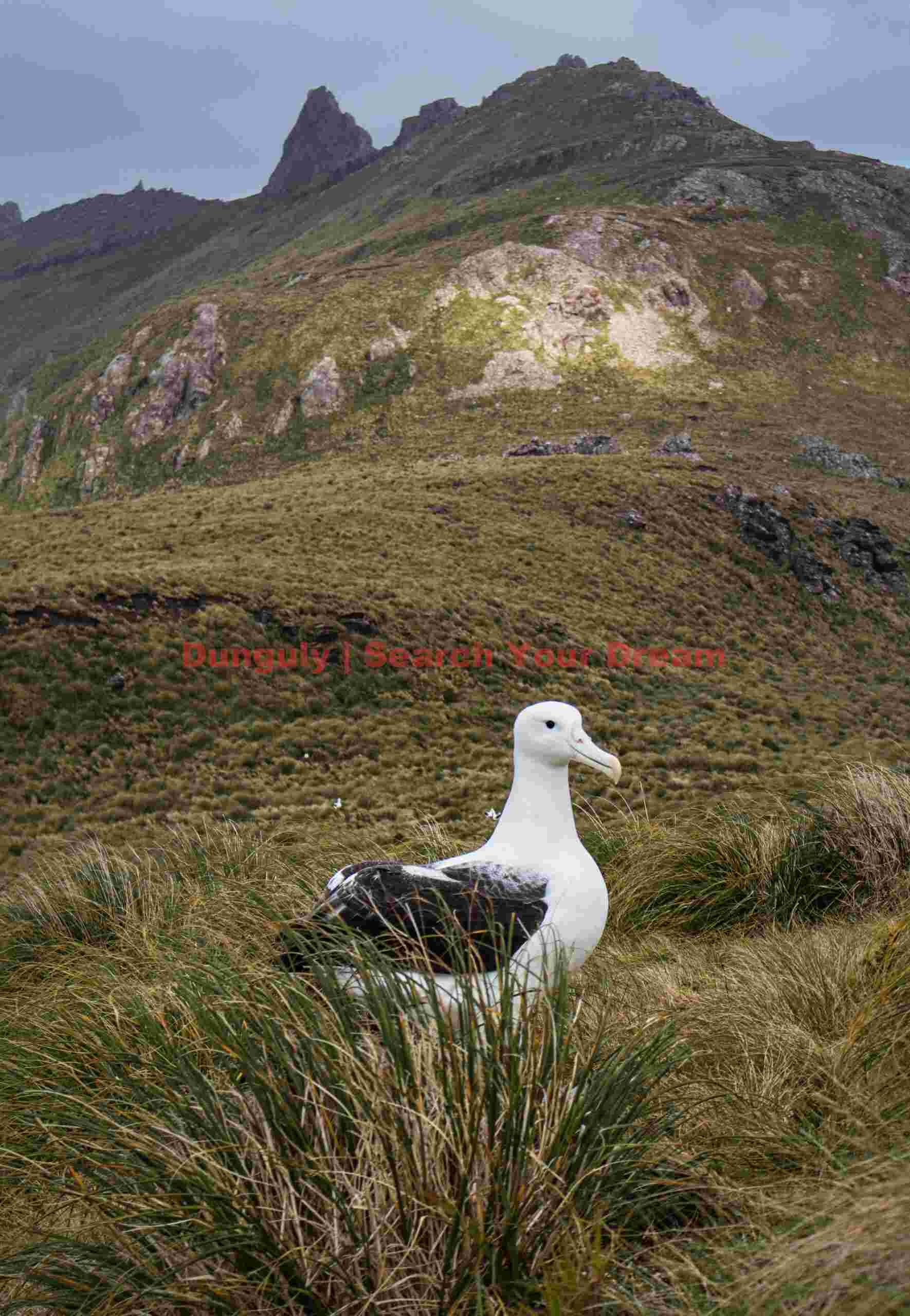 Albatross below mountain; Campbell Island Albatross below mountain