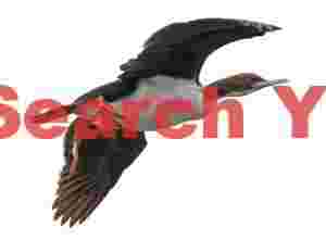 Auckland Island shag in flight
