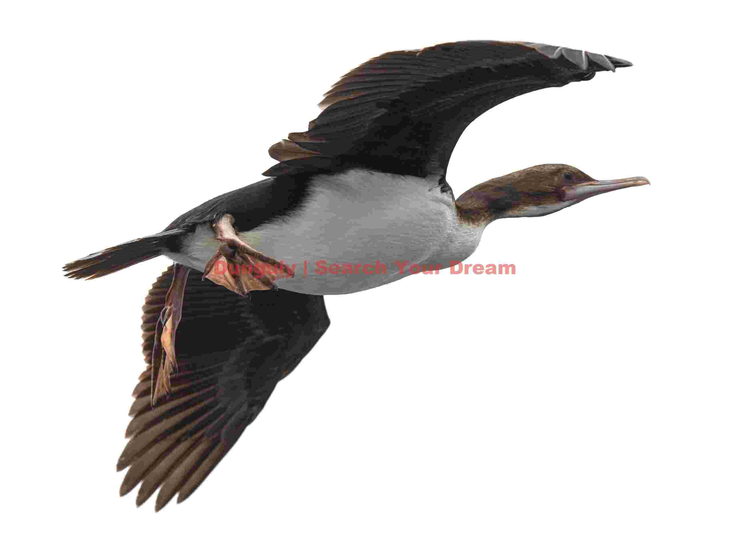 Auckland Island shag in flight; Auckland Island Auckland Island shag in flight