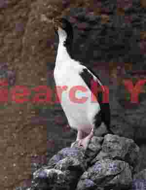 Auckland Islandshag