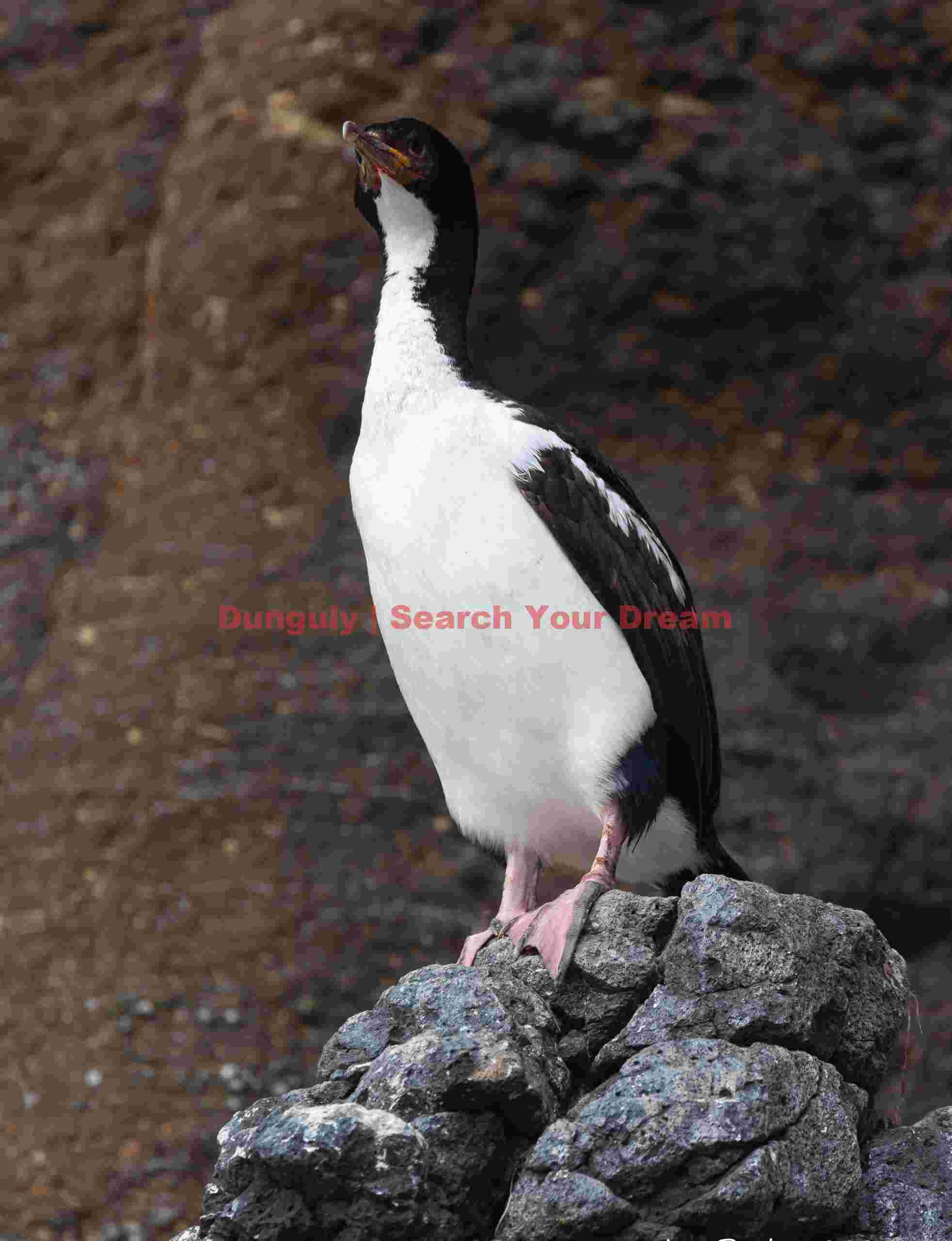 Auckland Islandshag; Enderby Island, Auckland Islands Auckland Islandshag
