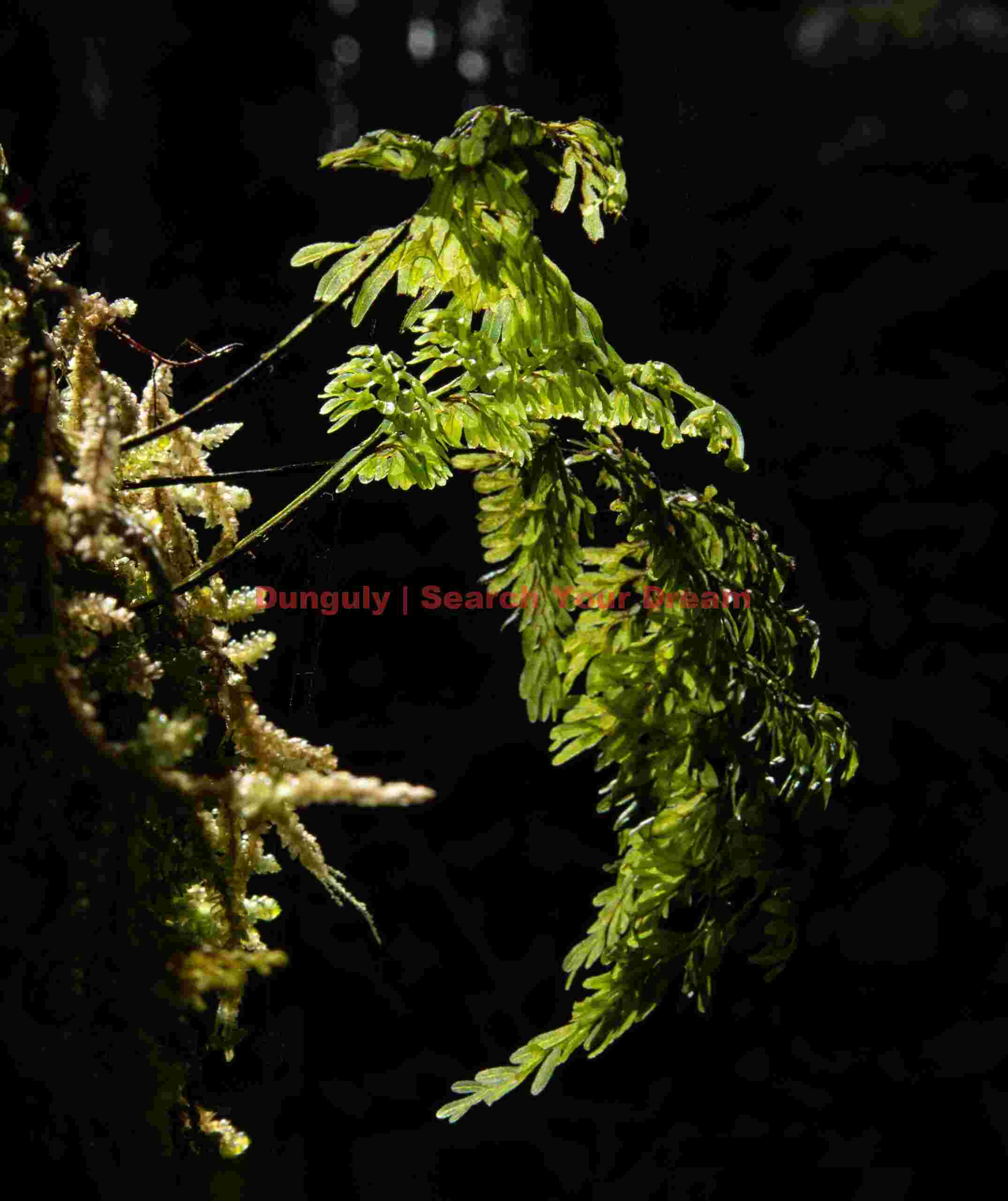 Backlit leaves; New Zealand Backlit leaves