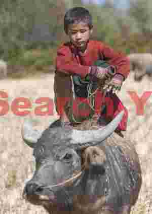 Boy riding an ox