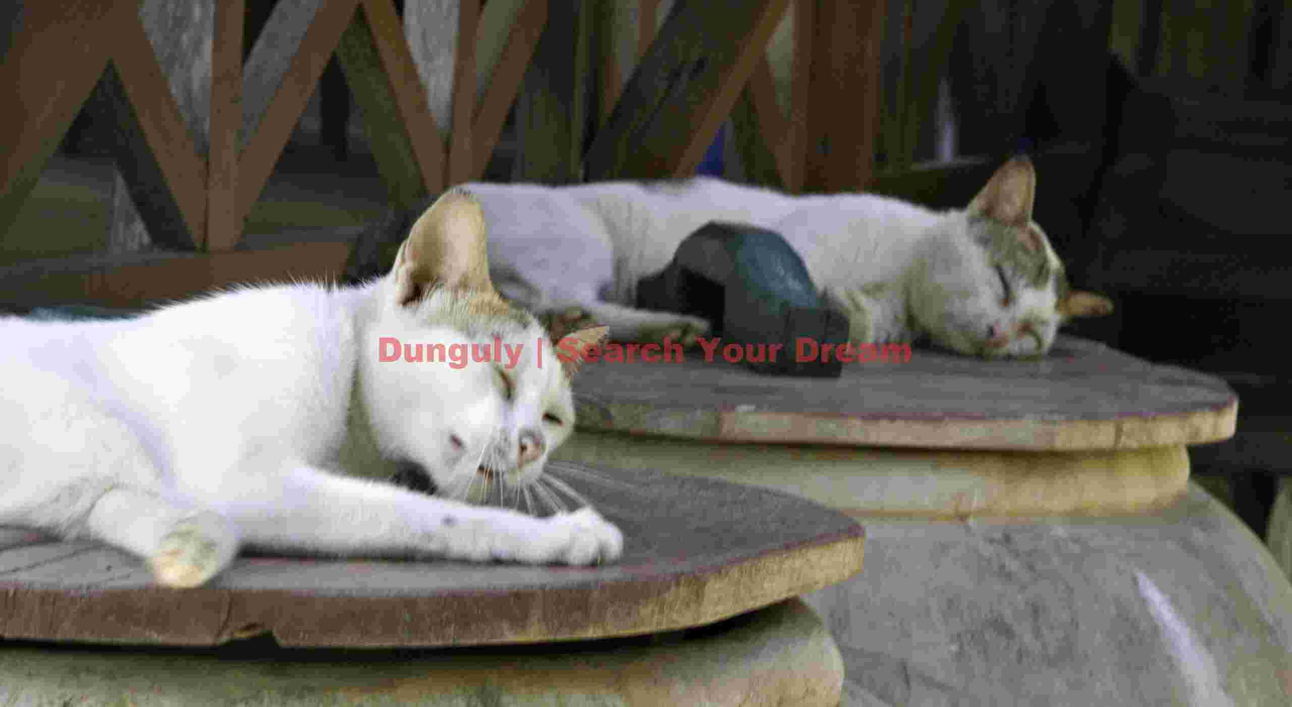 Cat nap on water jars; Mekong River, Laos Cat nap on water jars