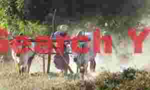 Clearing a field with ox-plough