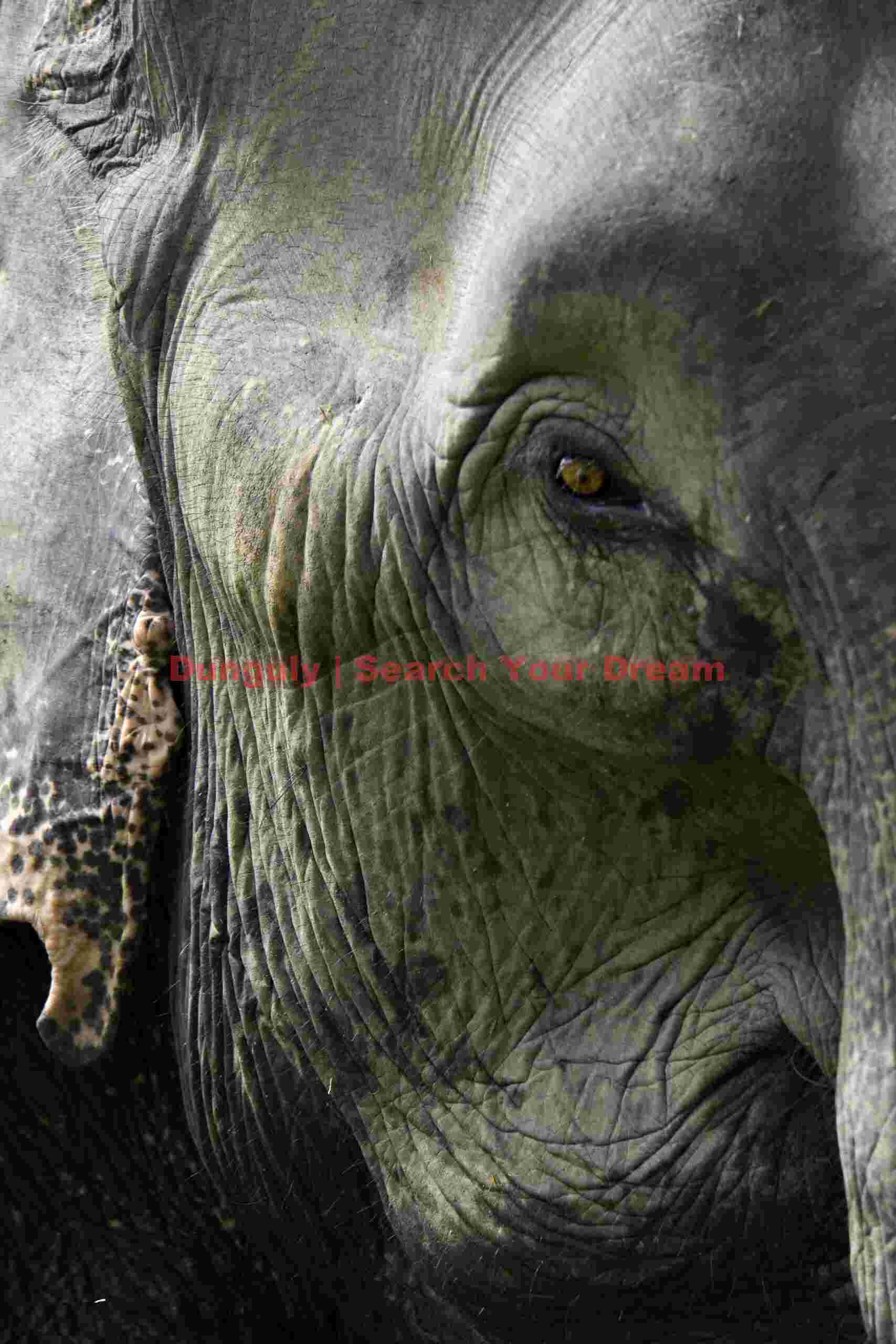 Elephantine eye ; Xe Pian wetlands, Laos Elephantine eye