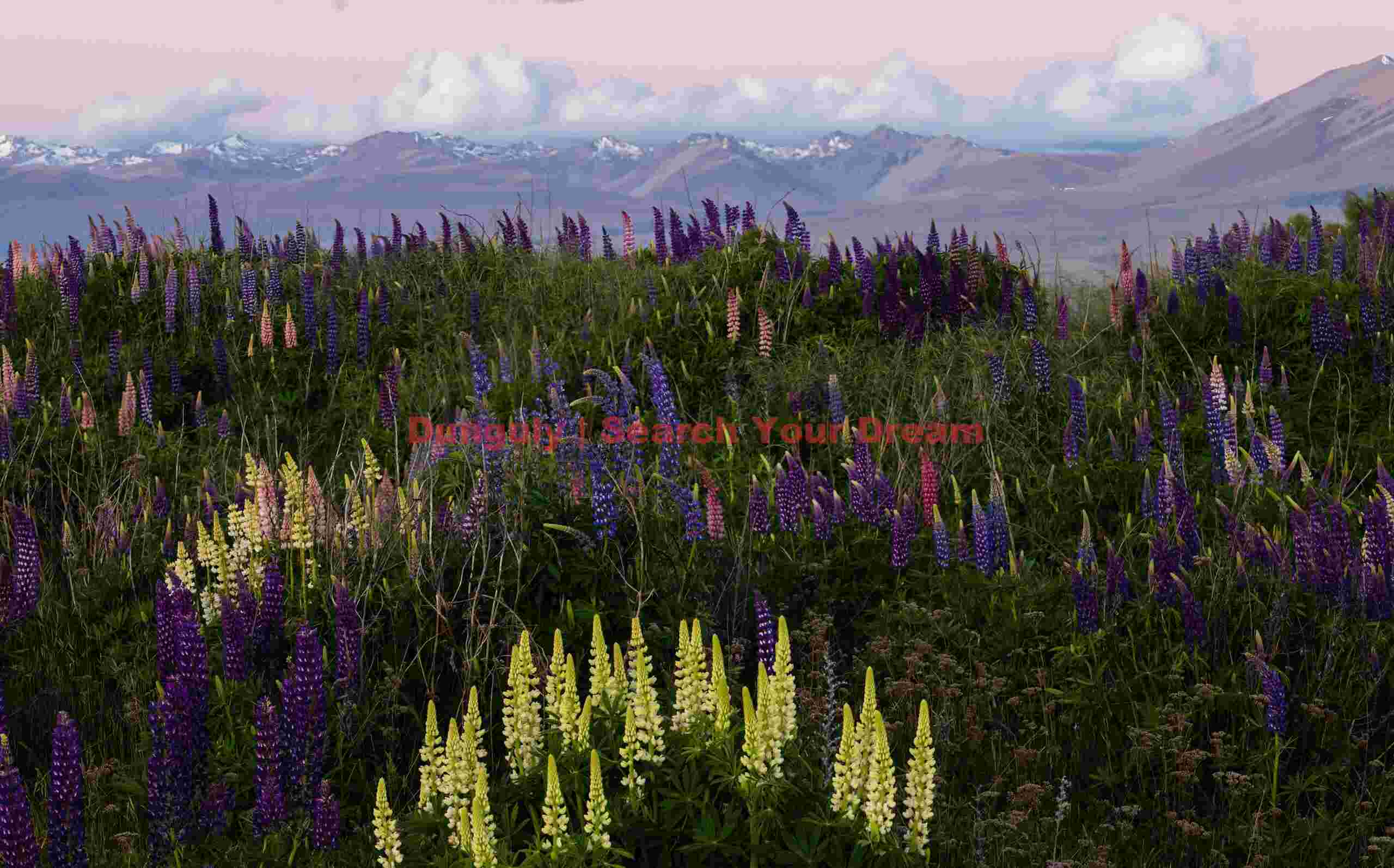 Evening light lupins; South Island, New Zealand Evening light lupins