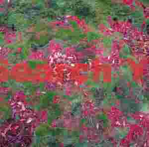 Fallen red leaves on moss