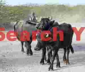 Farakani Jat herdsman