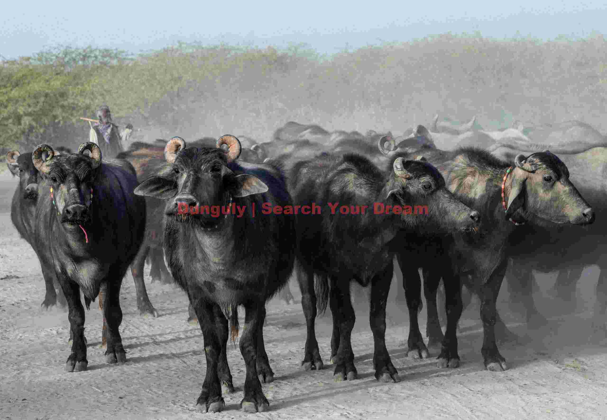 Farikani Jat buffalo; Fakirani Jat tribespeople, Rann of Kutch, India Farikani Jat buffalo