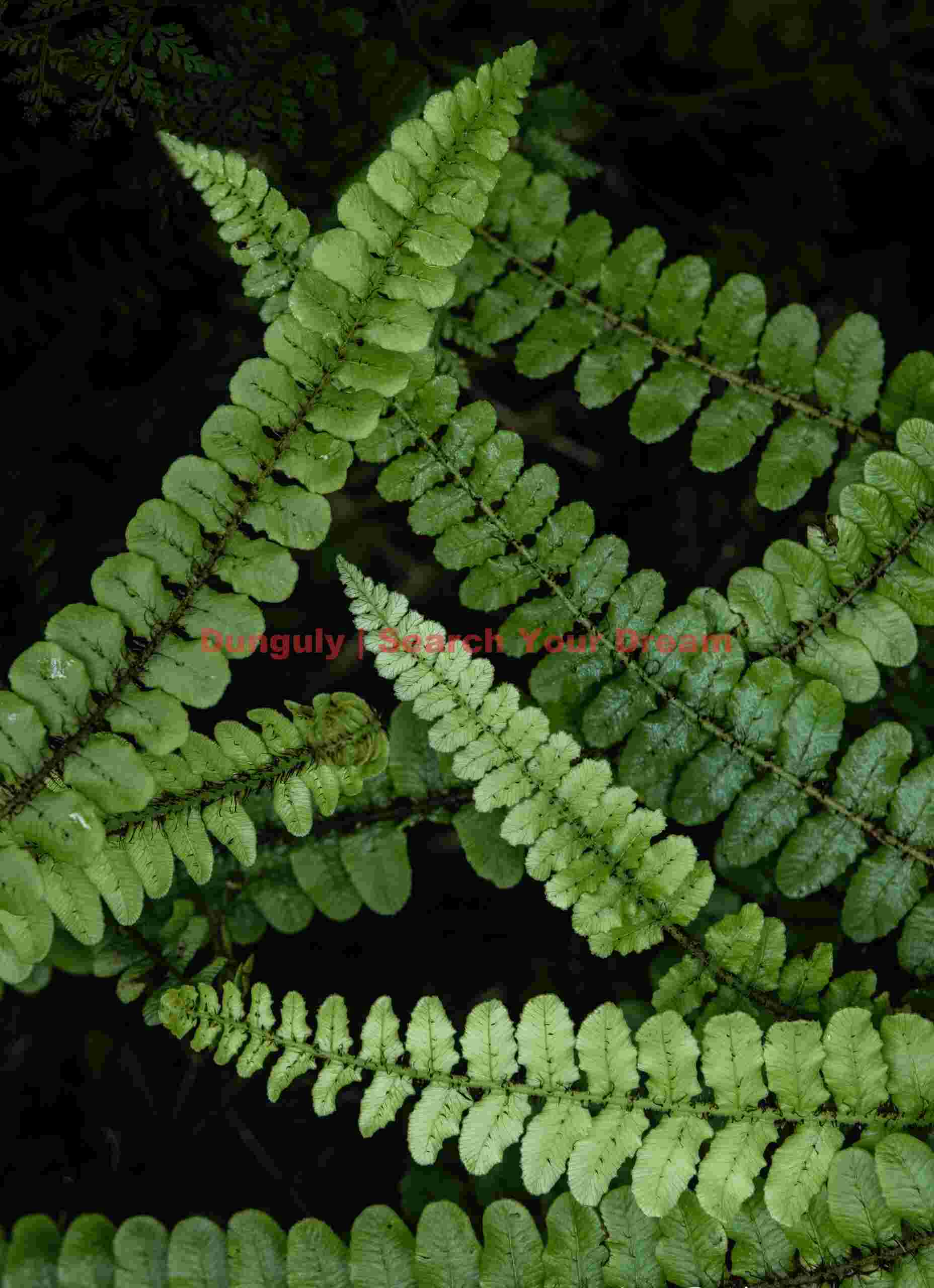 Fern frond patterns; West Coast, South Island, New Zealand Fern frond patterns