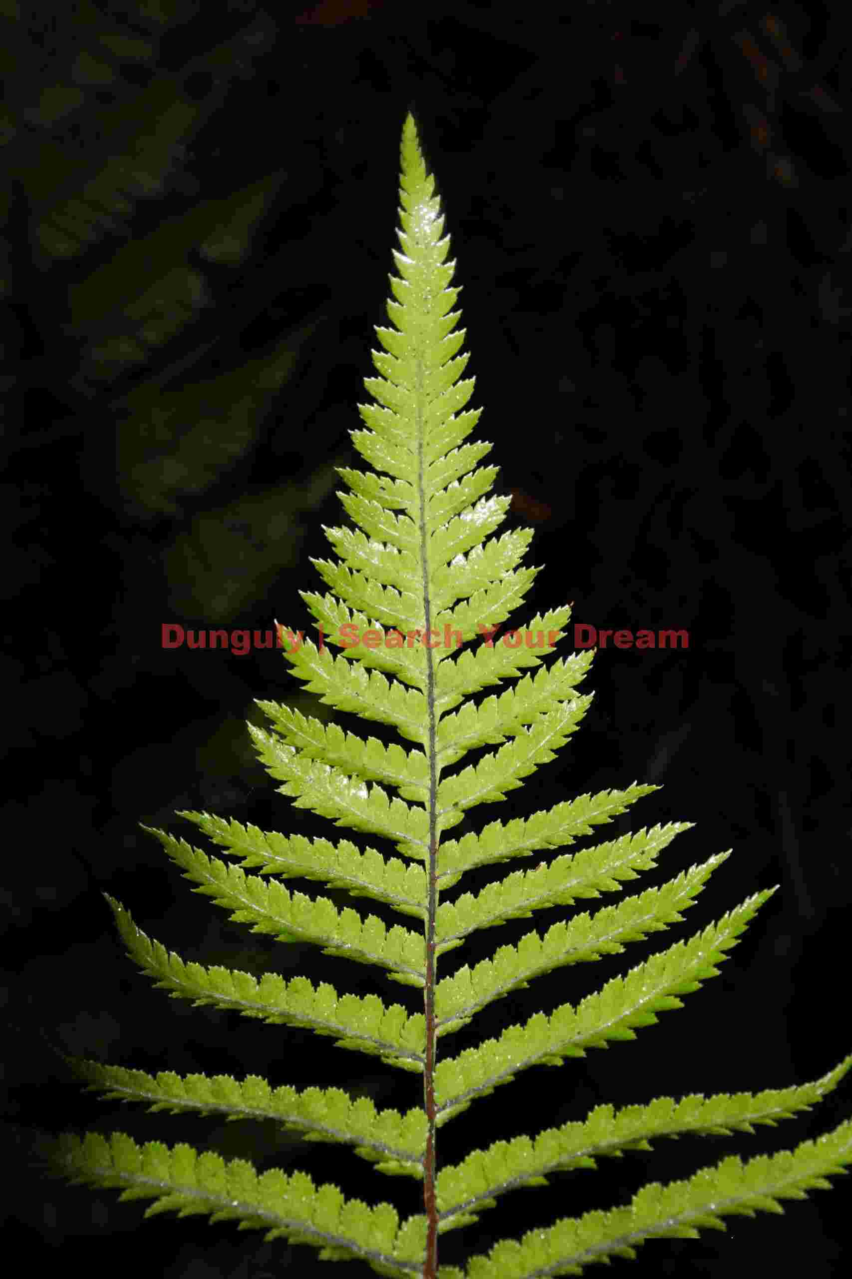 Fern leaf like a Christmas tree; South Island, New Zealand Fern leaf like a Christmas tree