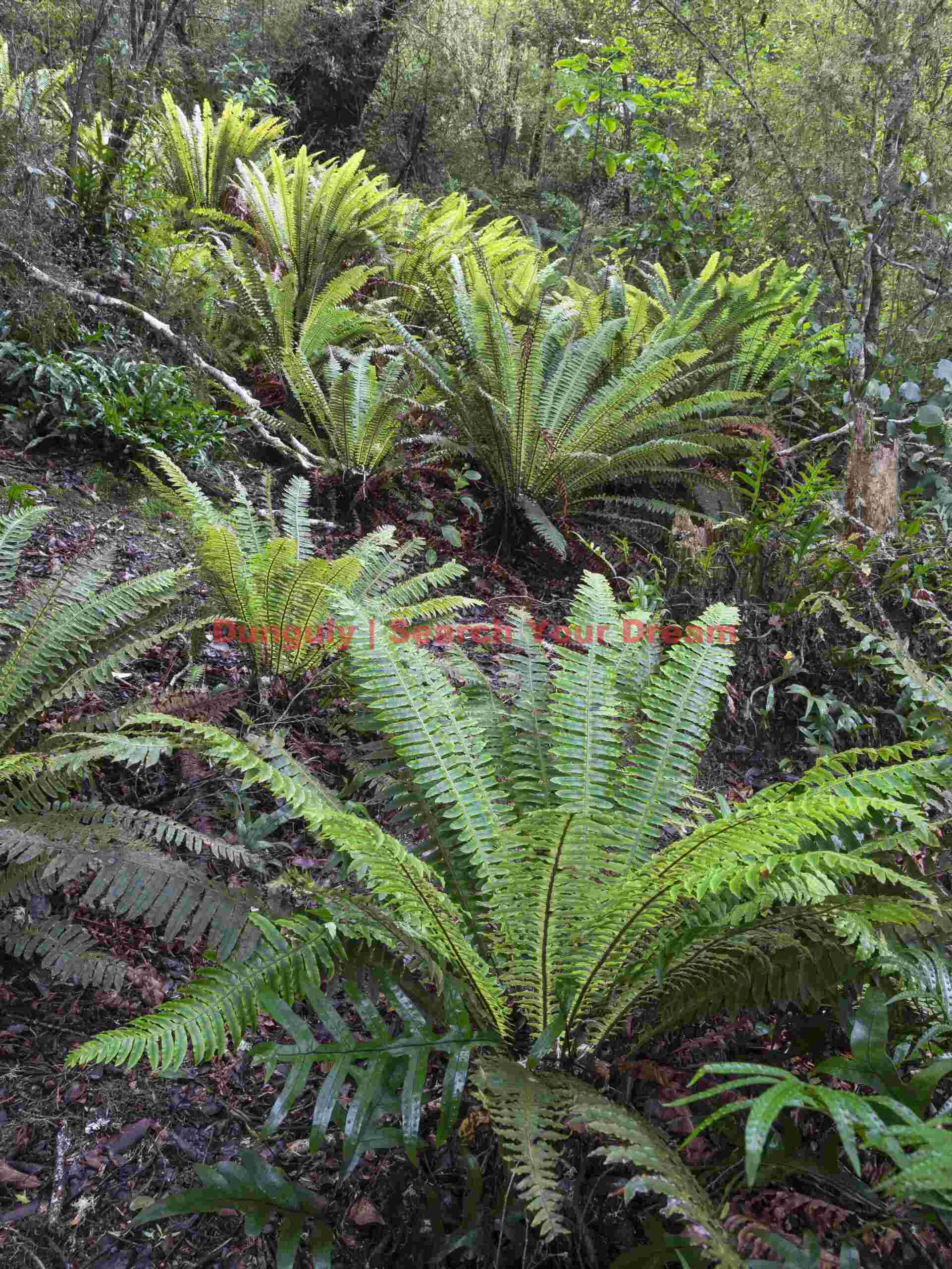 Ferns, Waipohatu loop walk, New Zealand Ferns, Waipohatu loop walk, New Zealand
