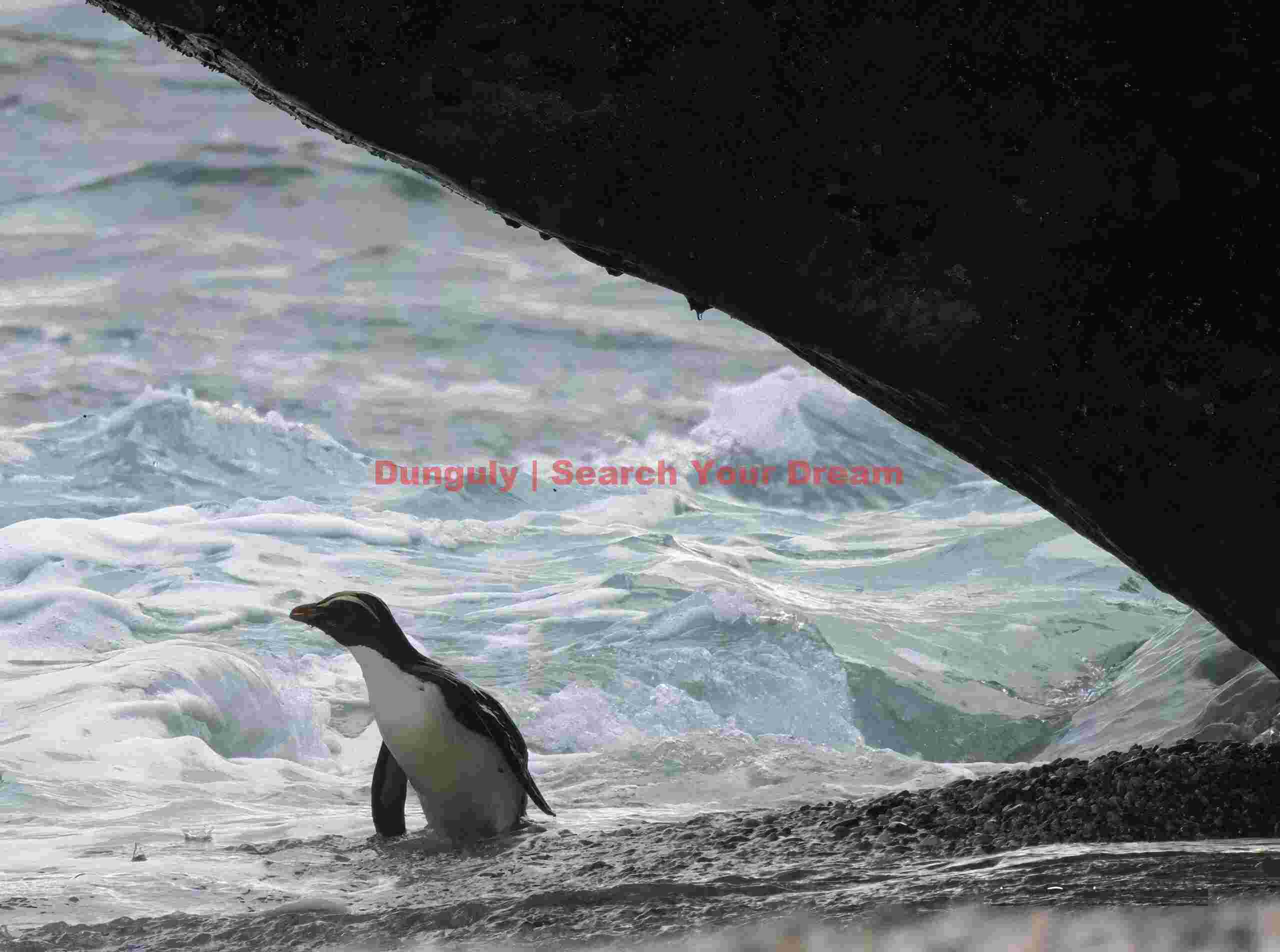 Fiordland penguin (tawaki) in waves under a rock; Monro Beach, South Island, New Zealand Fiordland penguin (tawaki) in waves under a rock