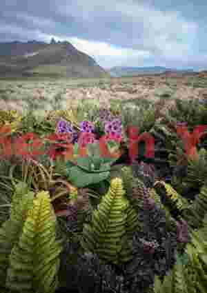 Firns, flowers and royal albatross