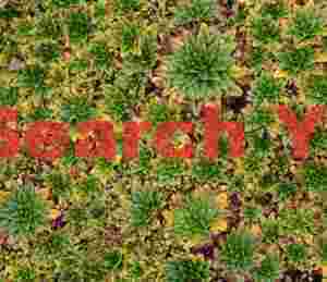 Floret patterns