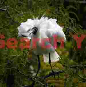 Fluffed-up royal spoonbill