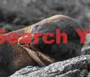 Fur seal resting on rock