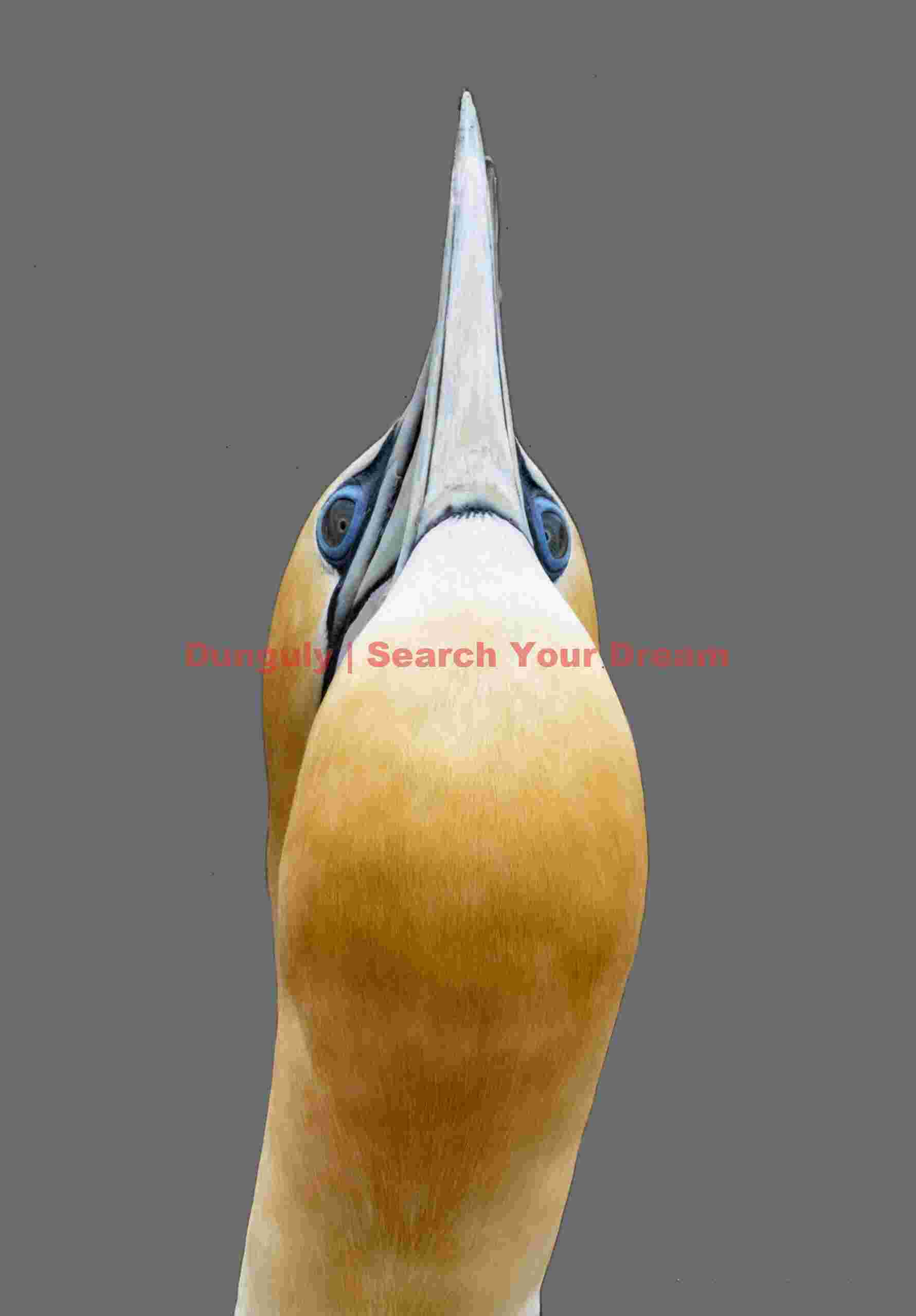 Gannet head alignment;Muriwai gannet colony, North Island, New Zealand Gannet head alignment