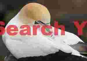 Gannet preening