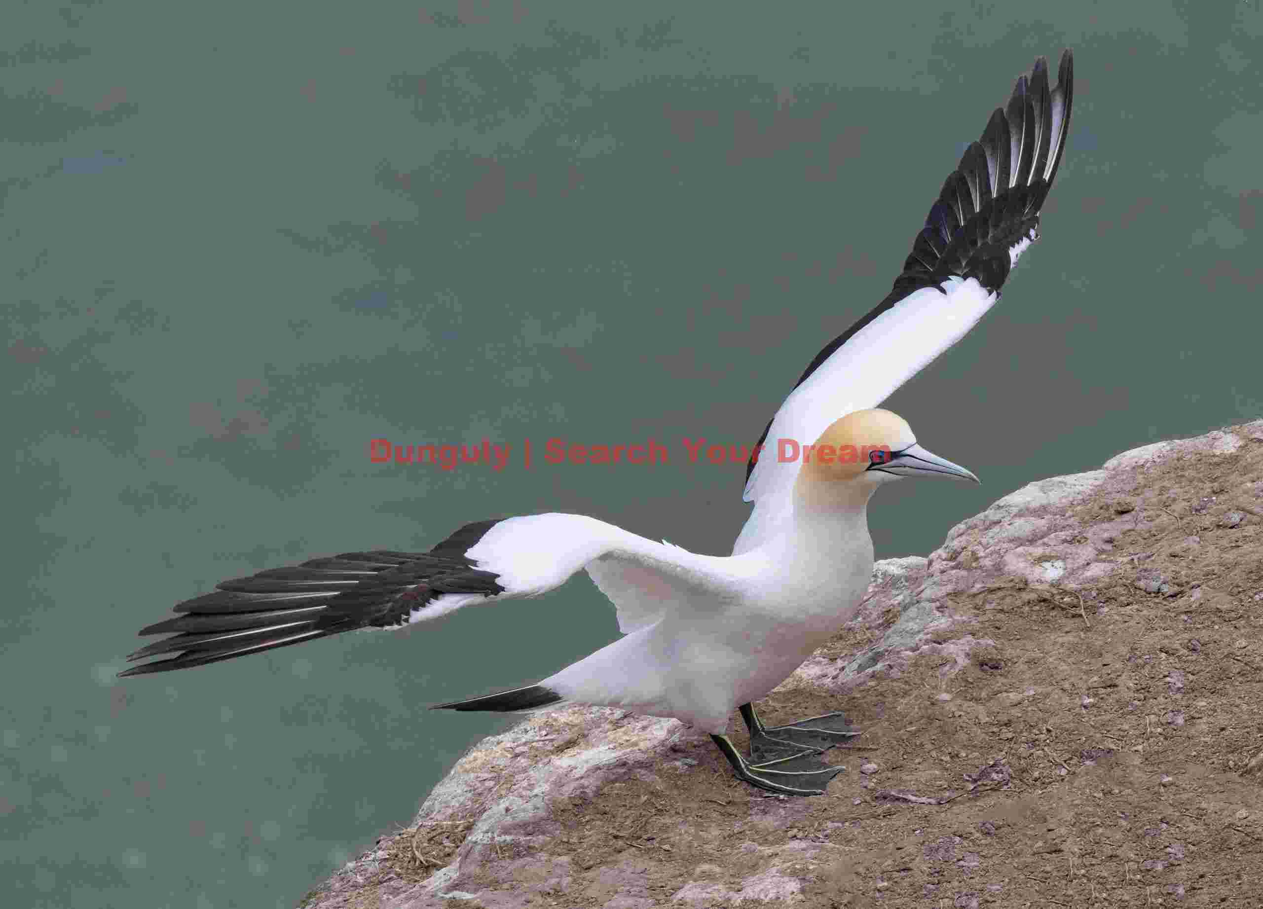 Gannet with wings outstretched on cliff edge; Muriwai gannet colony, North Island, New Zealand Gannet with wings outstretched on cliff edge